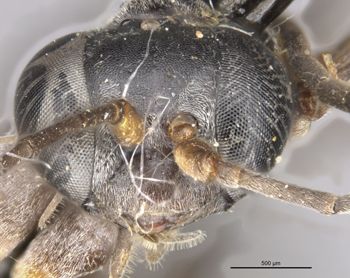 Media type: image;   Entomology 26631 Aspect: head frontal view